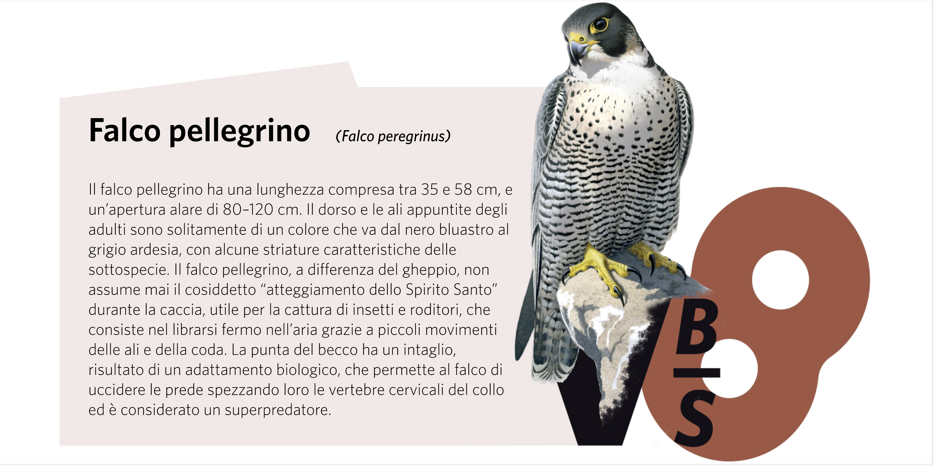 falco